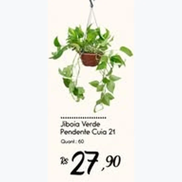 Jiboia Verde Pendente Cuia 21