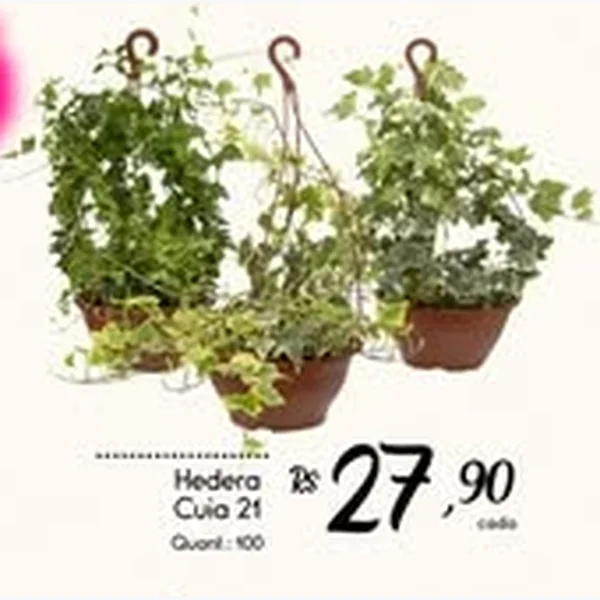 Hedera Cuia 21