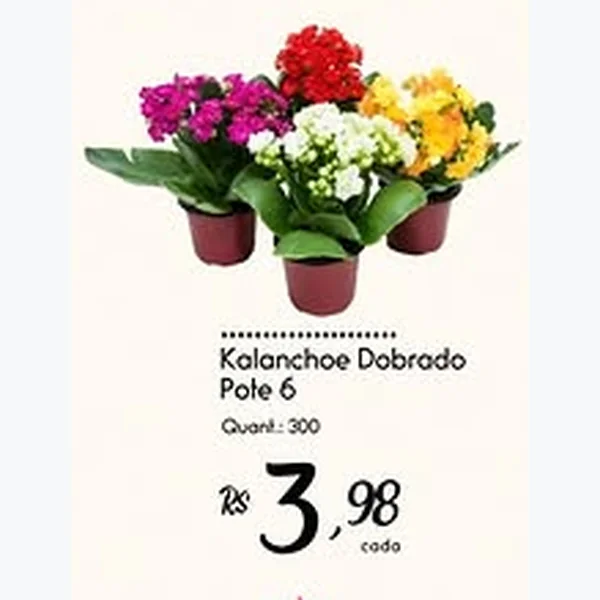 Recorte do encarte de Kalanchoe Dobrado Pote 6