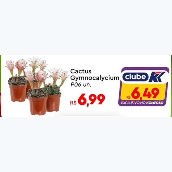 Cactus Gymnocalycium