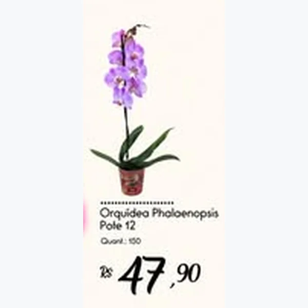 Orquídea Phalaenopsis Pote 12