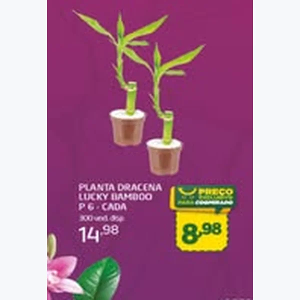 Planta Dracena Lucky Bamboo P 6