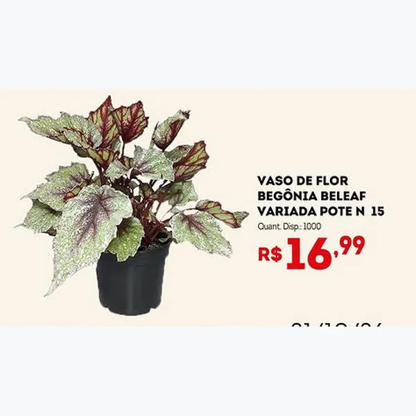 Recorte do encarte de Vaso de Flor Begônia Beleaf Variada 15 un