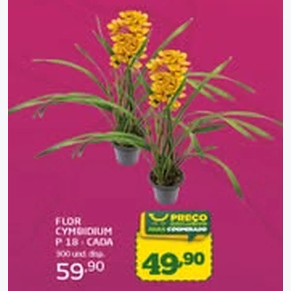Flor Cymbidium P 18