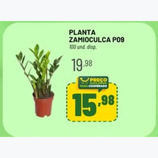 Planta Zamioculca P09