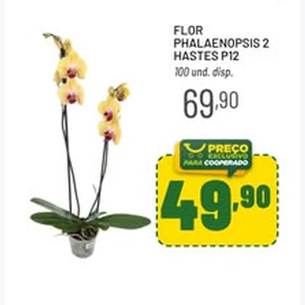 Flor Phalaenopsis 2 Hastes P12