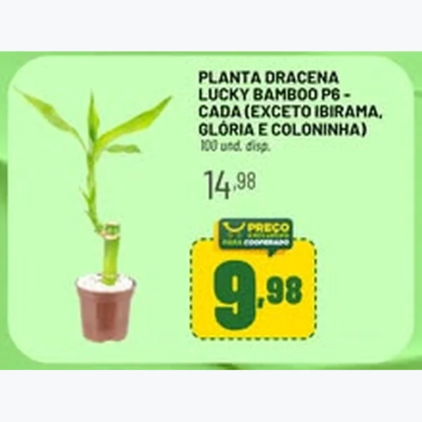 Planta Dracena Lucky Bamboo P6