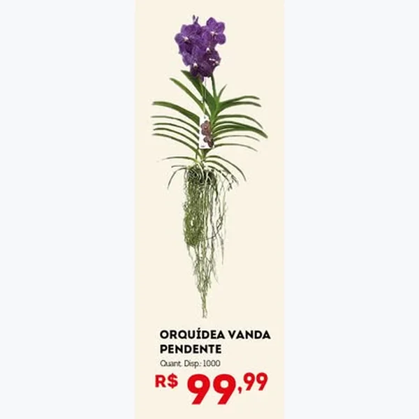 Recorte do encarte de Orquídea Vanda Pendente