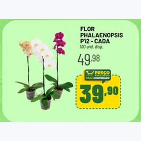 Flor Phalaenopsis P12