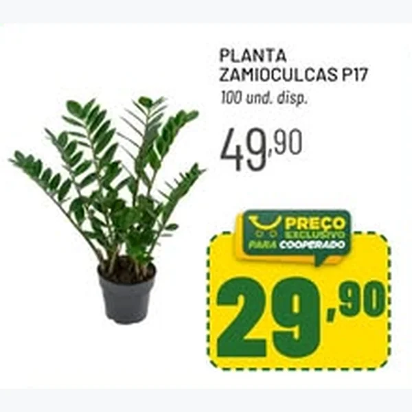Recorte do encarte de Planta Zamioculcas P17