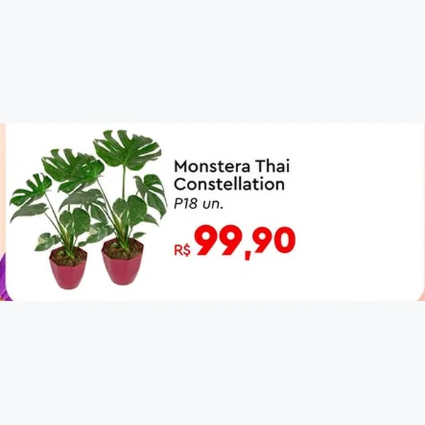 Recorte do encarte de Monstera Thai Constellation 18 un