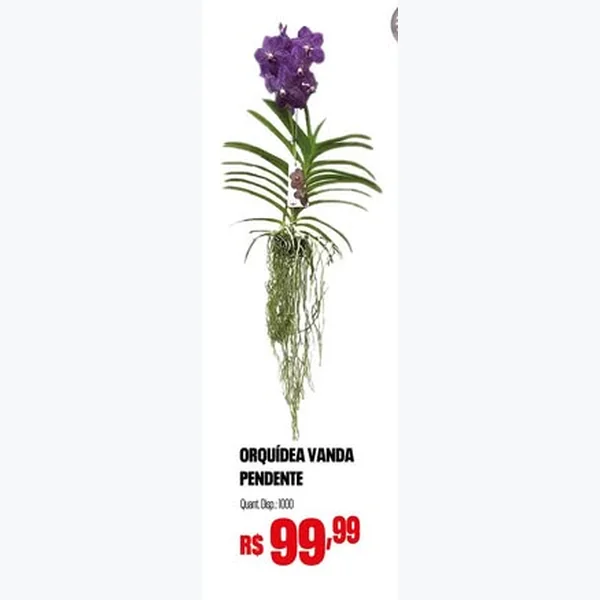 Orquídea Vanda Pendente