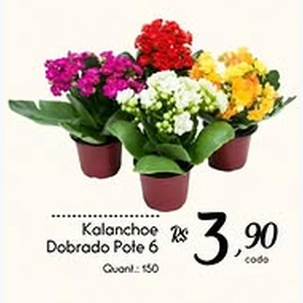 Kalanchoe Dobrado Pote 6