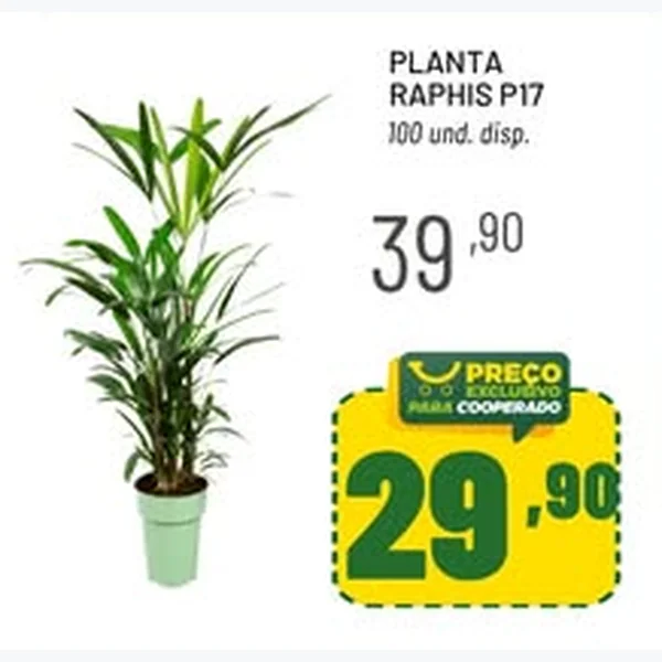 Planta Raphis P17