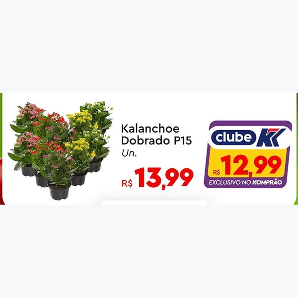 Recorte do encarte de Kalanchoe Dobrado P15