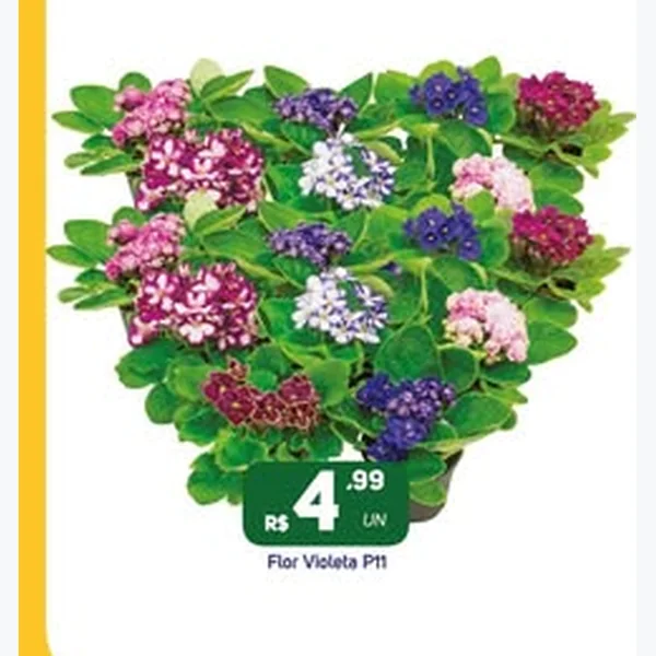 Recorte do encarte de Flor Violeta P11