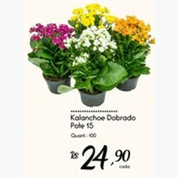 Kalanchoe Dobrado Pote 15