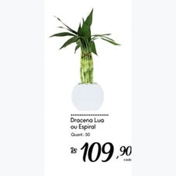 Recorte do encarte de Dracena Lua Ou Espiral