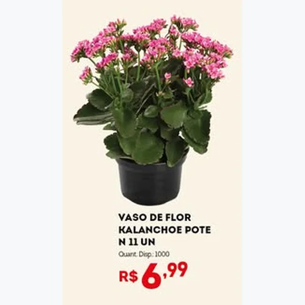 Recorte do encarte de Vaso de Flor Kalanchoe Pote Nº11