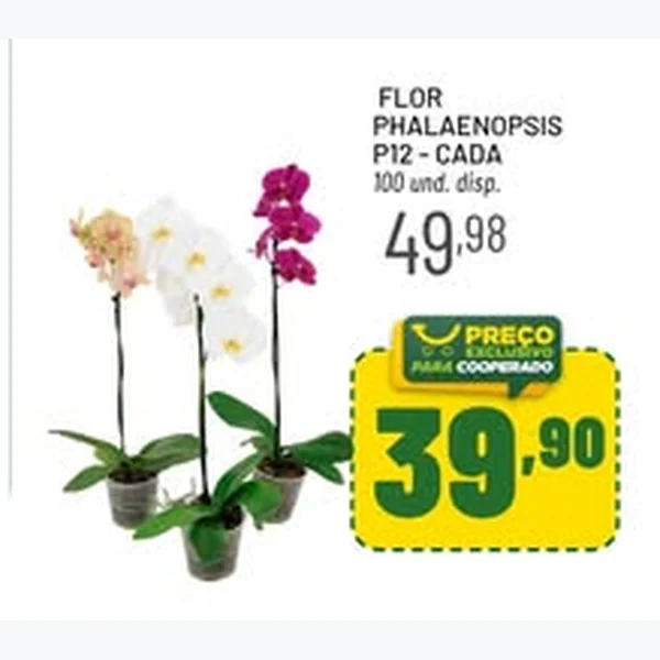Recorte do encarte de Flor Phalaenopsis P12