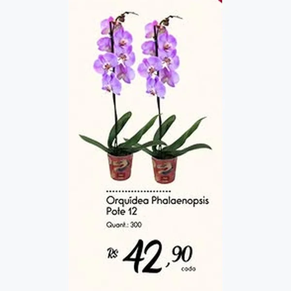 Recorte do encarte de Orquídea Phalaenopsis Pote 12