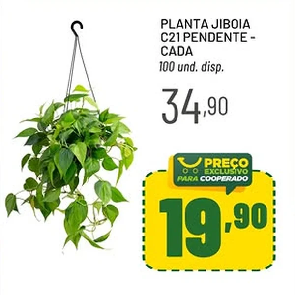 Recorte do encarte de Planta Jibóia C21 Pendente