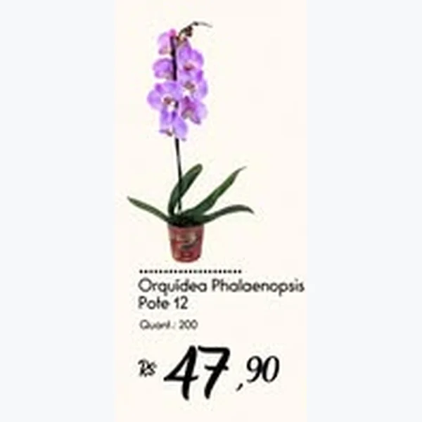 Recorte do encarte de Orquídea Phalaenopsis 12 un
