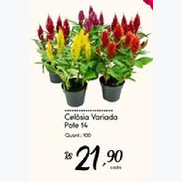Celósia Variada Pote 14