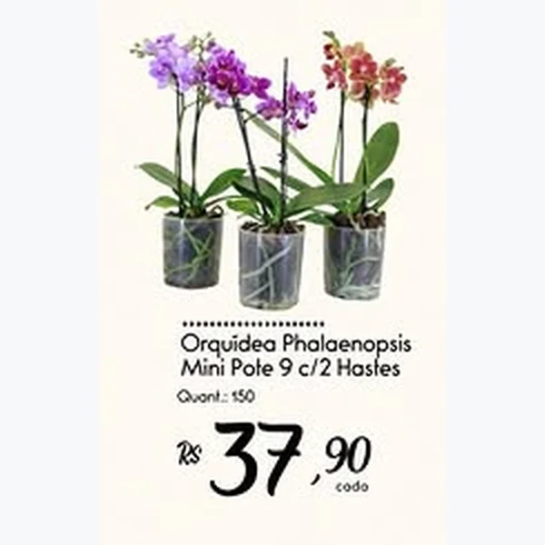 Recorte do encarte de Orquídea Phalaenopsis Mini Pote 9 C/ 2 Hastes