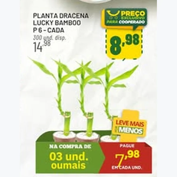 Recorte do encarte de Planta Dracena Lucky Bamboo P 6
