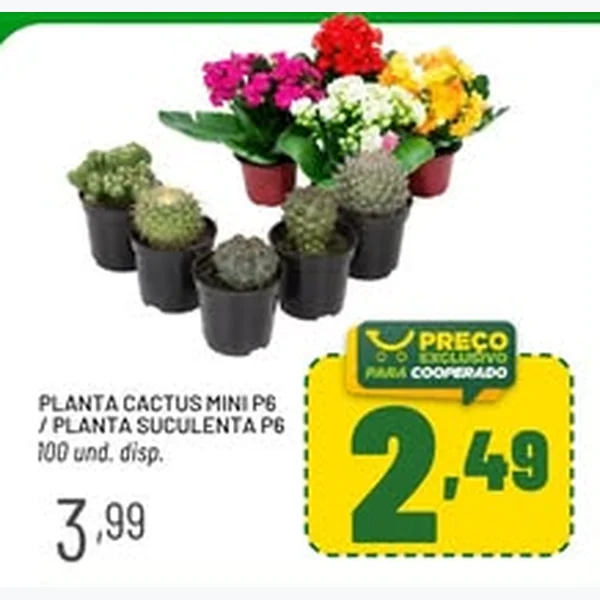 Planta Cactus Mini P6