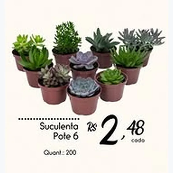 Suculenta Pote 6