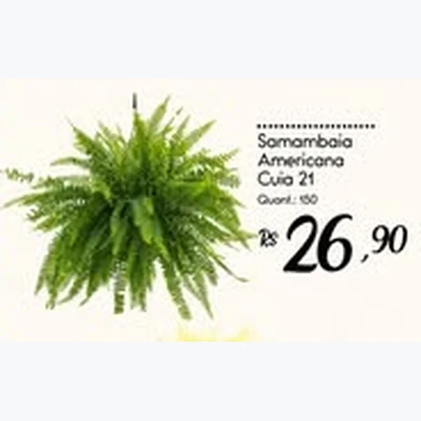 Samambaia Americana Cuia 21