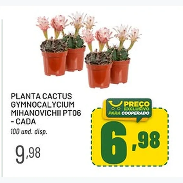 Recorte do encarte de Planta Cactus Gymnocalycium Mihanovichii Pt06