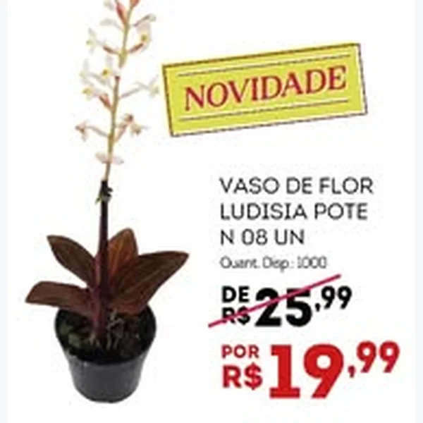 Recorte do encarte de Vaso de Flor Ludisia 8 un