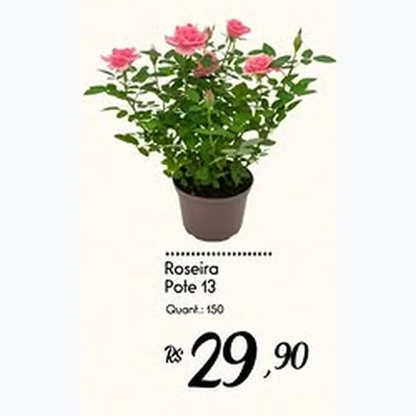Roseira Pote 13