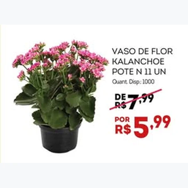 Vaso de Flor Kalanchoe Pote N 11