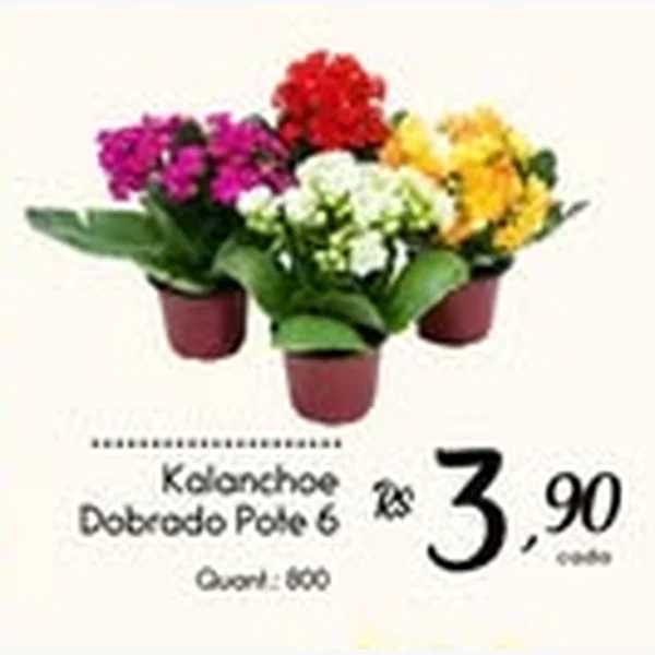 Recorte do encarte de Kalanchoe Dobrado Pote 6