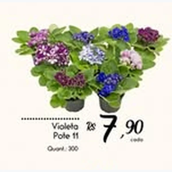 Violeta Pote 11