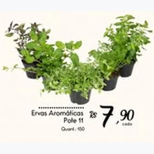 Ervas Aromáticas Pote 11