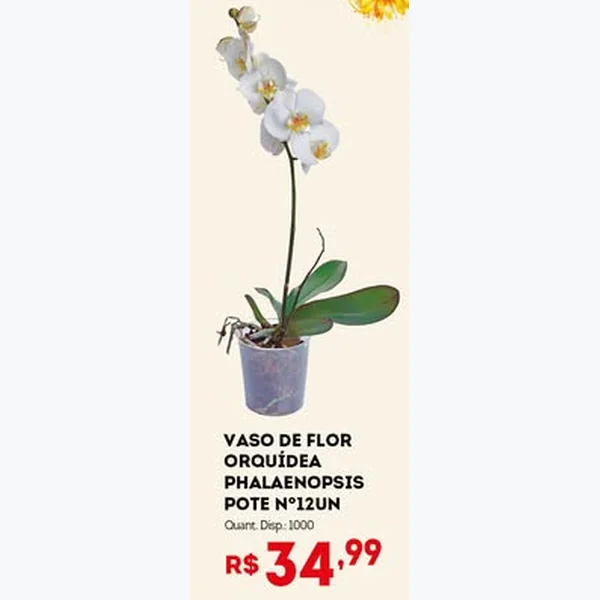 Recorte do encarte de Orquídea Phalaenopsis Pote Nº12