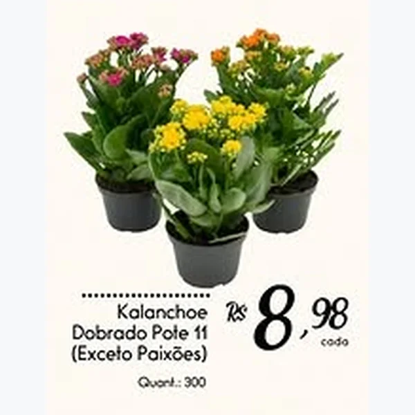 Kalanchoe Dobrado Pote 11