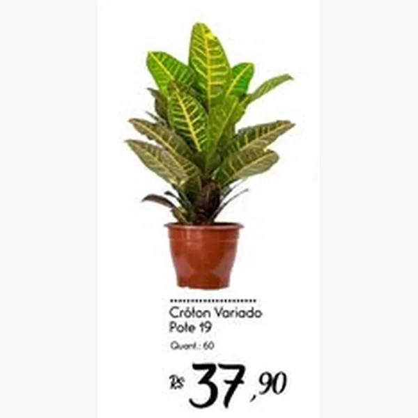 Cróton Variado Pote 19