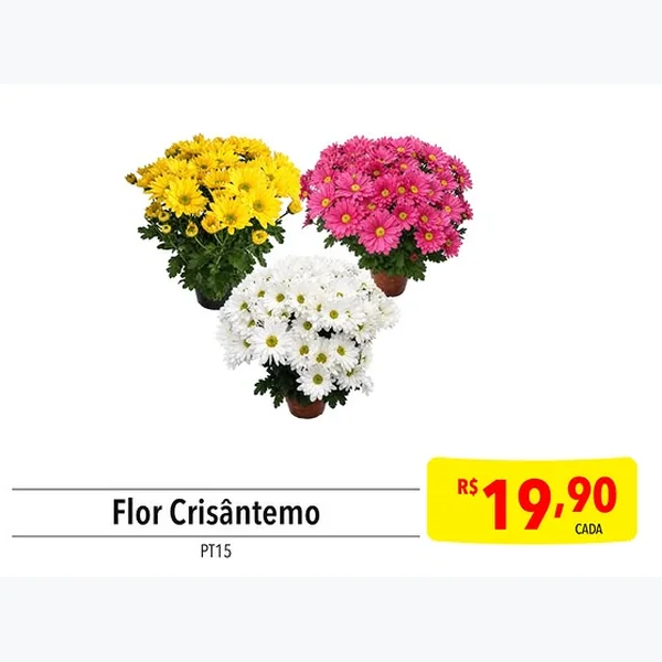 Recorte do encarte de Flor Crisântemo 15 un