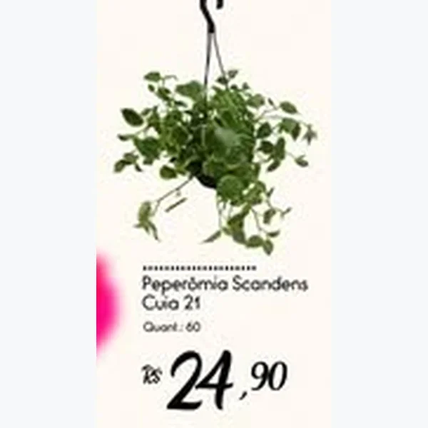 Peperômia Scandens Cuia 21