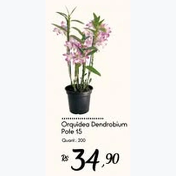 Orquídea Dendrobium Pote 15