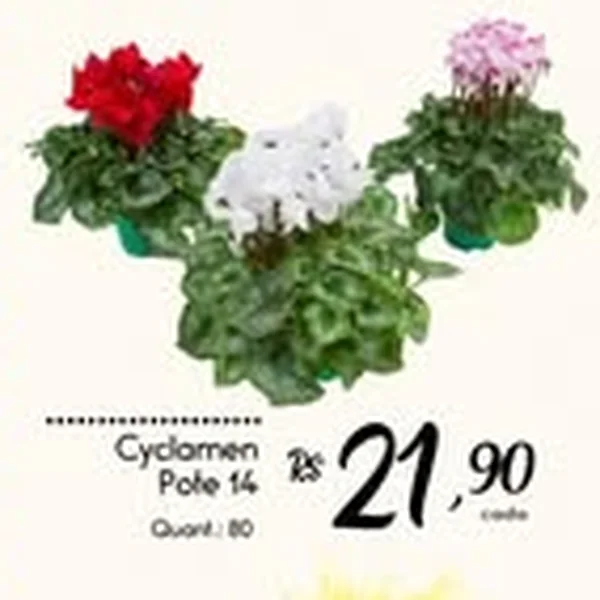 Cyclamen Pote 14