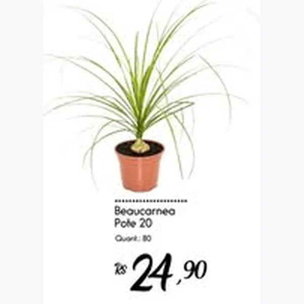 Beaucarnea Pote 20