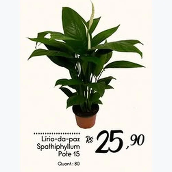 Recorte do encarte de Lírio-da-paz Spathiphyllum Pote 15