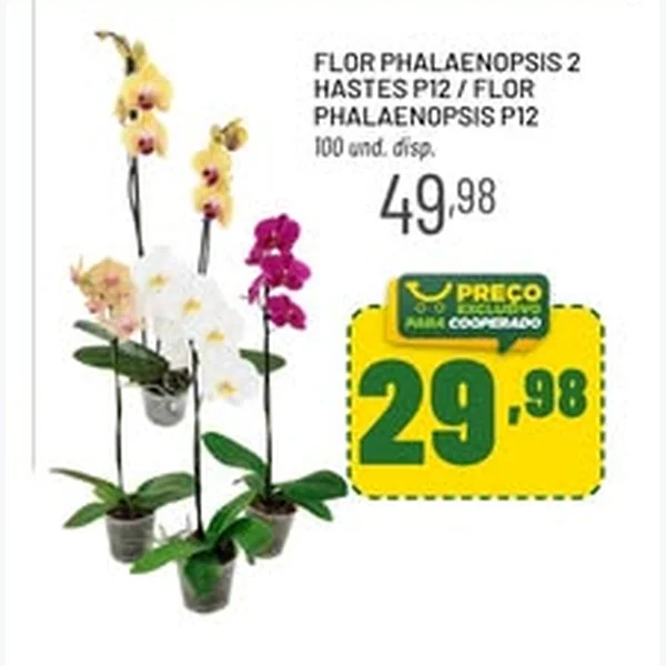 Flor Phalaenopsis P12